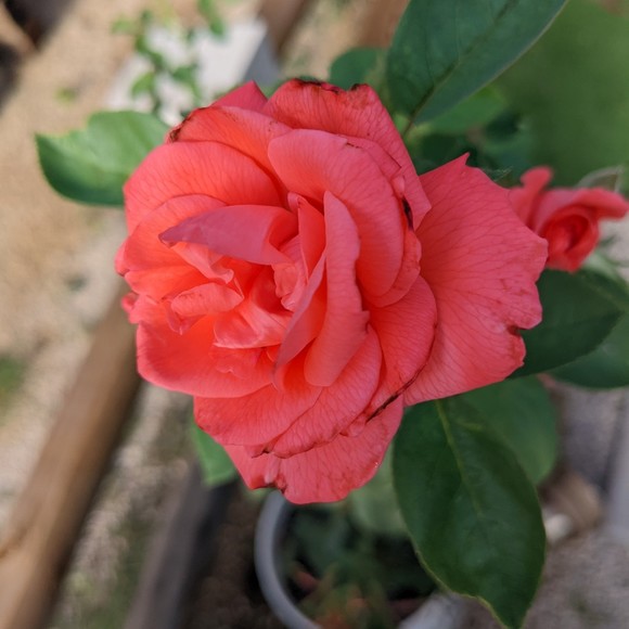 Meet your Posher, Sabrina - Picture 1 of 1